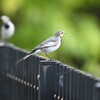 ハクセキレイ♀