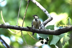 シジュウカラ幼鳥C
