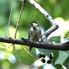 シジュウカラ幼鳥C