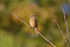 ジョウビタキ♀A