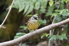 アオジ♂