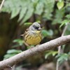 アオジ♂
