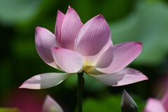 蓮の花C