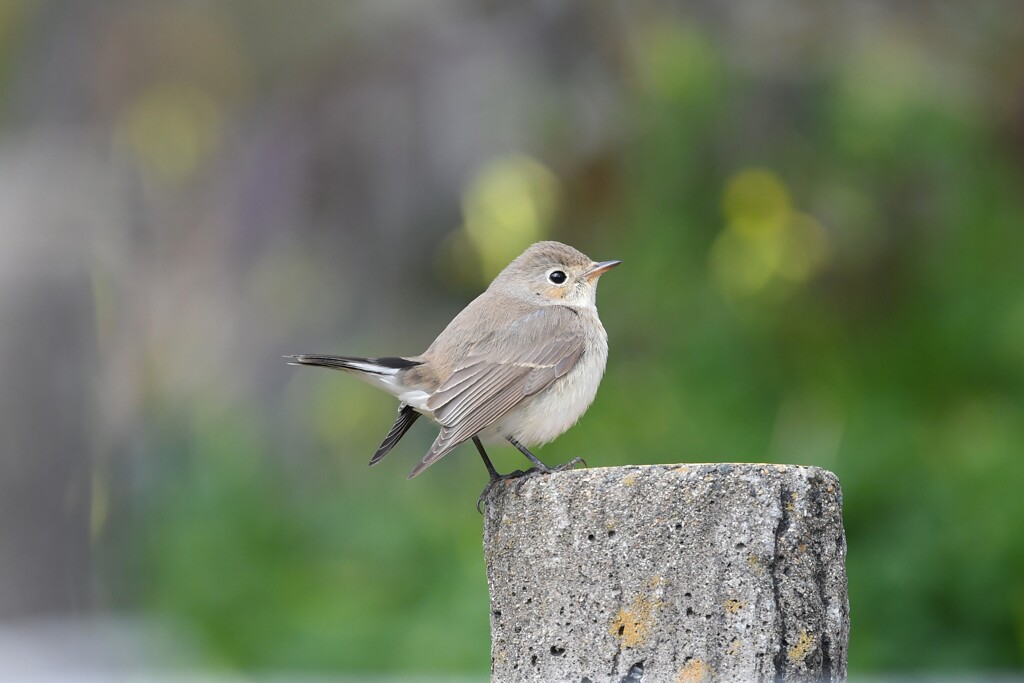 ニシオジロビタキH