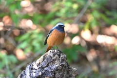 ジョウビタキ♂A