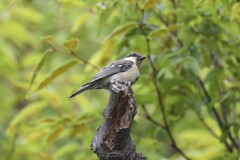 シジュウカラ幼鳥B