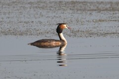 カンムリカイツブリ