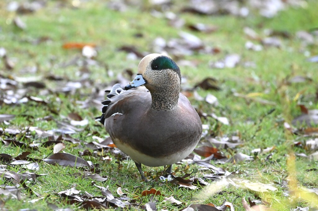 アメリカヒドリ