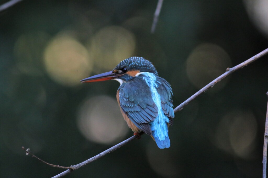 カワセミ♀