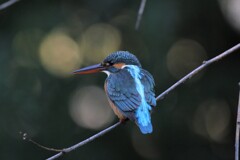 カワセミ♀