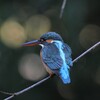 カワセミ♀