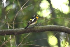キビタキ♂幼鳥