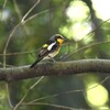 キビタキ♂幼鳥
