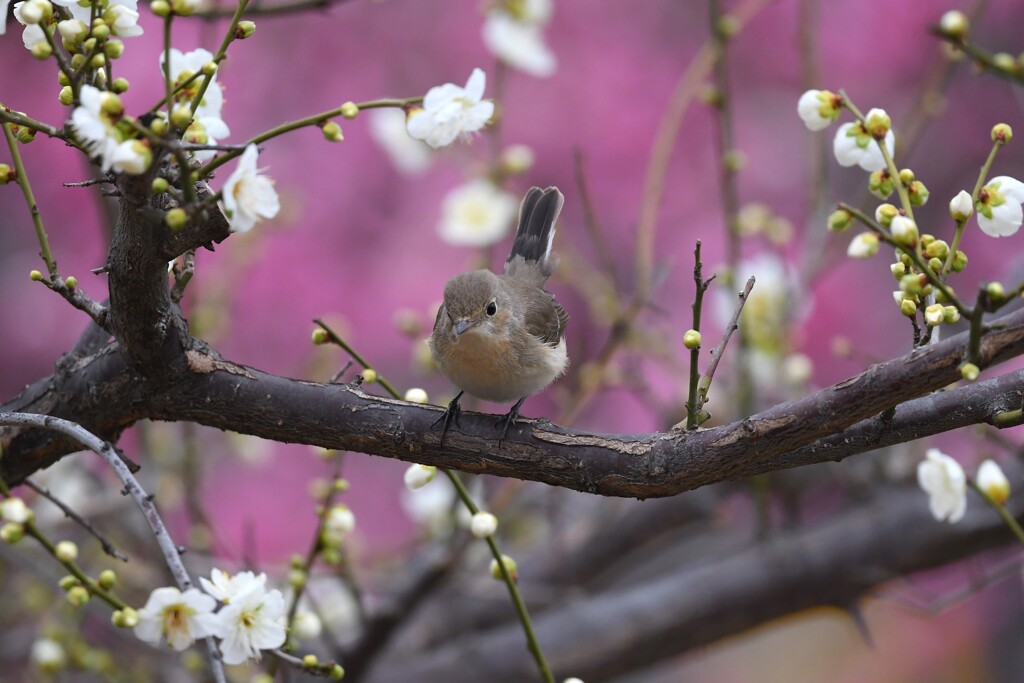 ニシオジロビタキO
