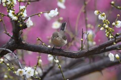 ニシオジロビタキO