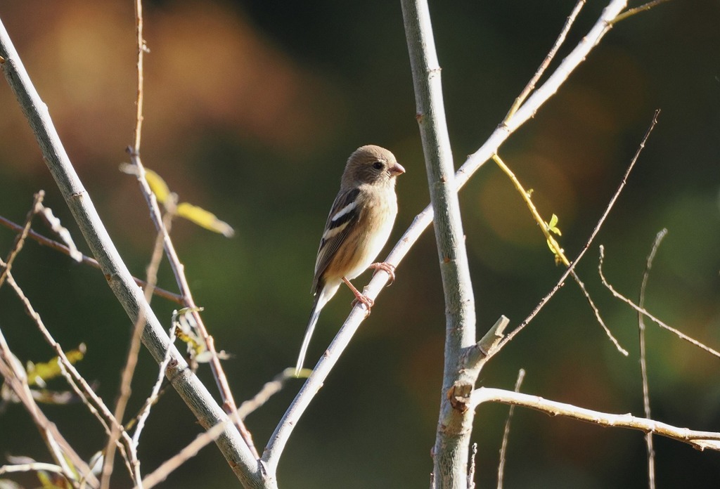 ベニマシコ♀