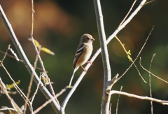 ベニマシコ♀