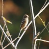 ベニマシコ♀
