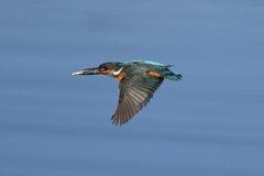 カワセミ♂D