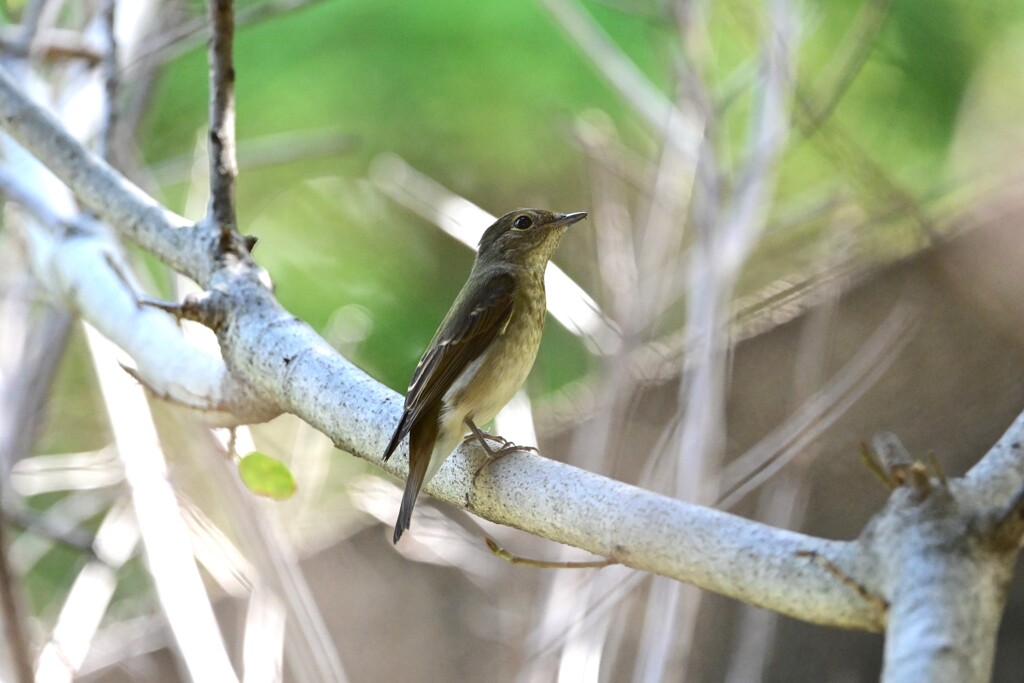 キビタキ♀A