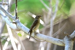 キビタキ♀A