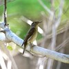 キビタキ♀A