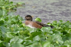 ヒドリガモ♀