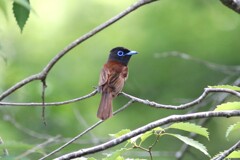 サンコウチョウ♀