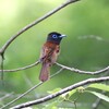 サンコウチョウ♀