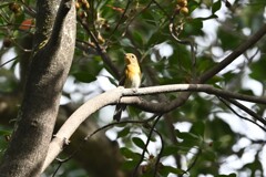 ムギマキ♀C ムギマキ♀C