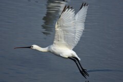 クロツラヘラサギ