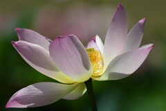 蓮の花D
