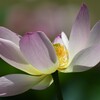 蓮の花D