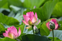 蓮の花A