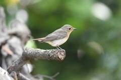 キビタキ♀A