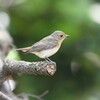 キビタキ♀A