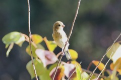 ベニマシコ幼鳥