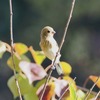 ベニマシコ幼鳥