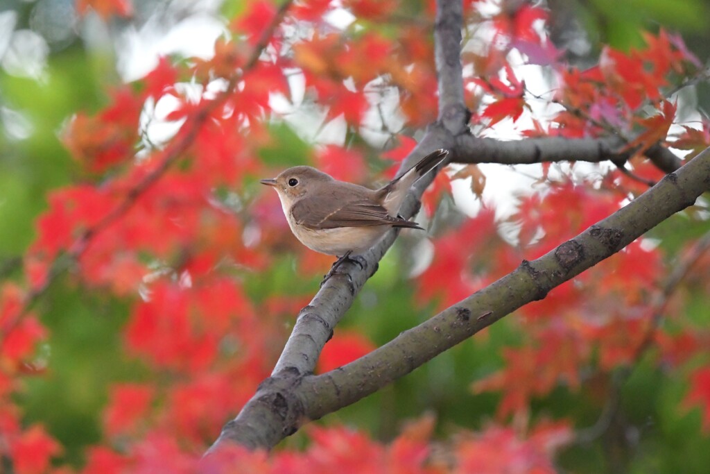 ニシオジロビタキA