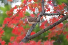 ニシオジロビタキA