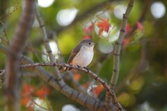 ニシオジロビタキC