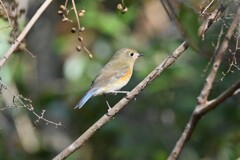 ルリビタキ♀B