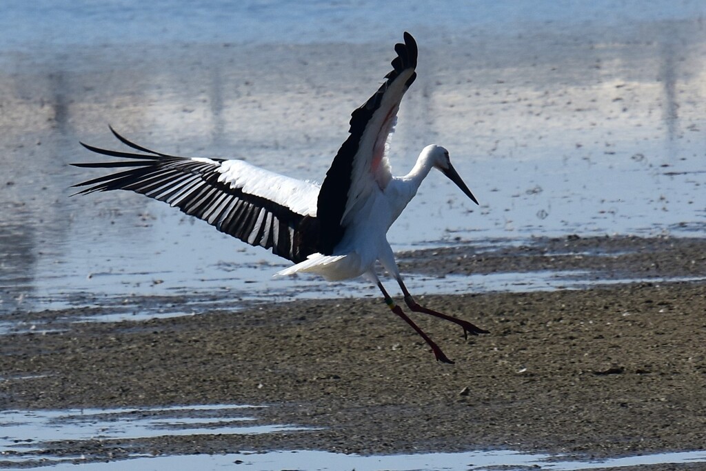 コウノトリ