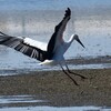 コウノトリ