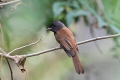サンコウチョウ若鳥B