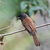 サンコウチョウ若鳥B