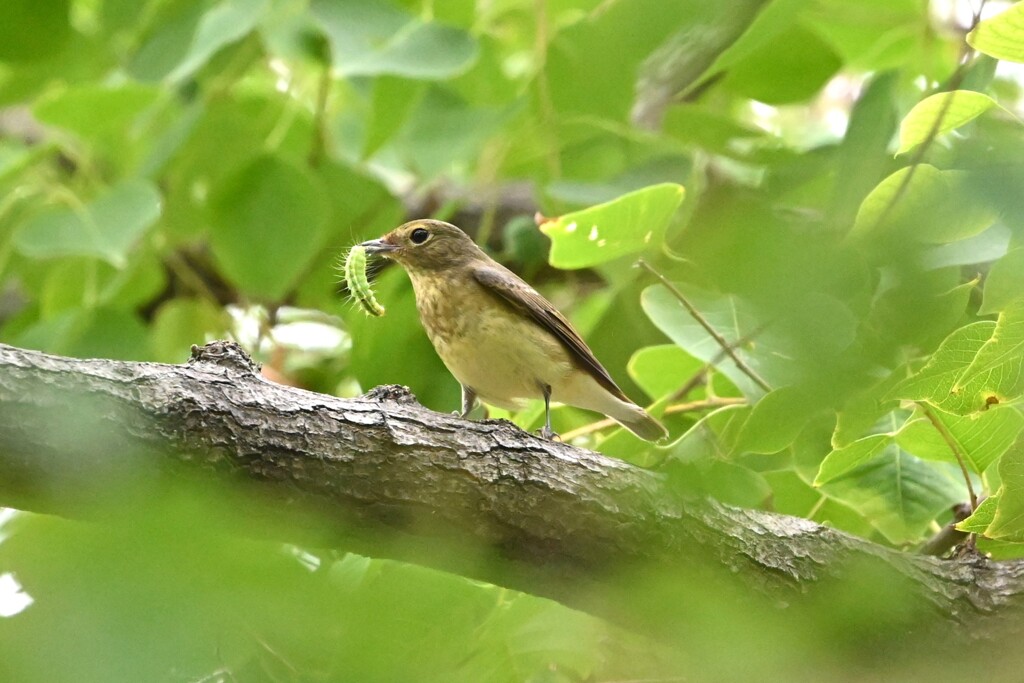 キビタキ♀F