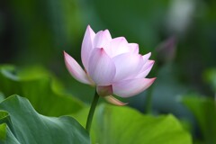 蓮の花B