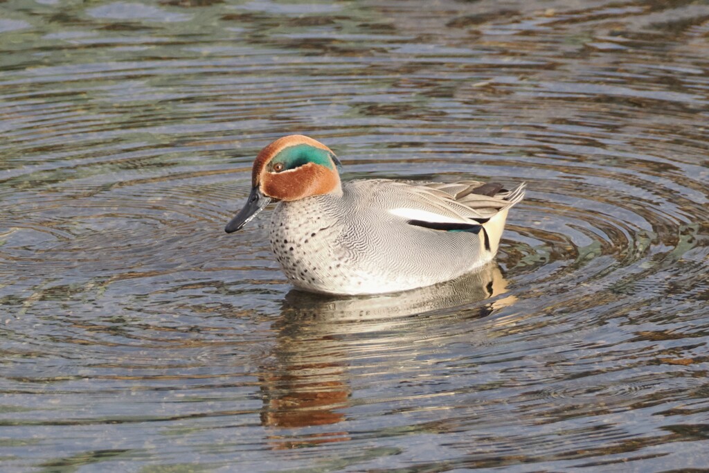 コガモ♂