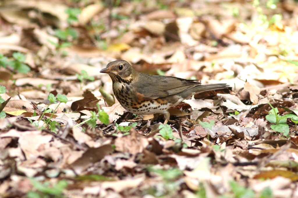 クロツグミ♀